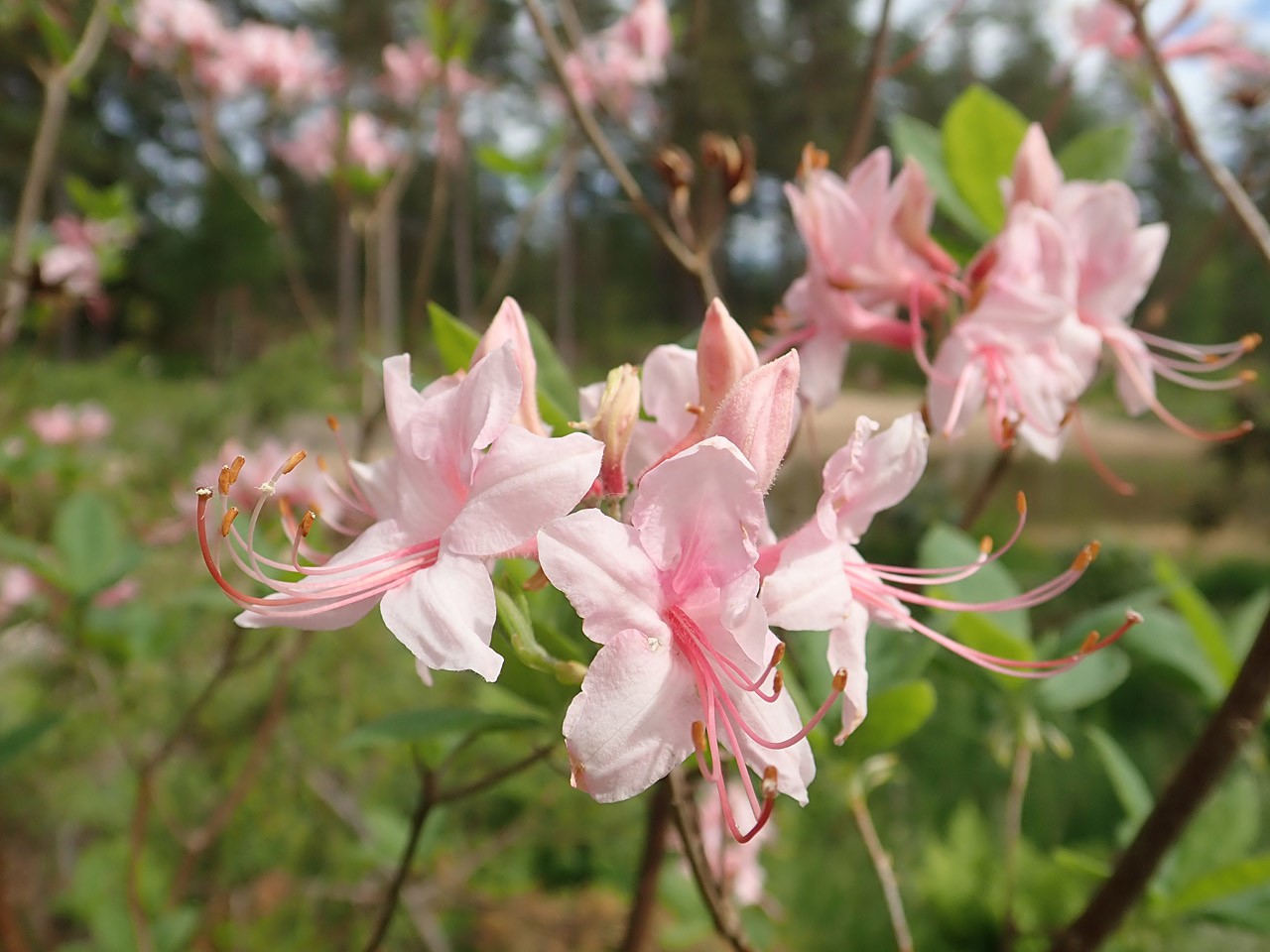 R. prinophyllum